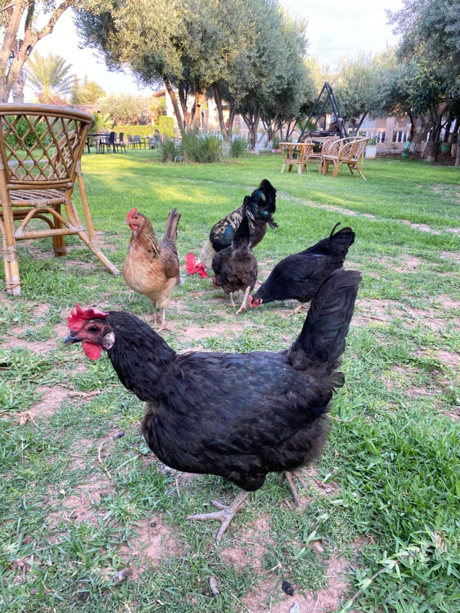 Villa Ayche Tameslouht Bagian luar foto